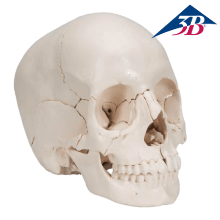 3B A290 SKULL