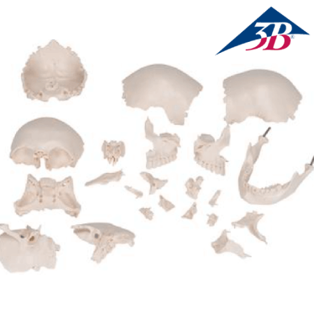 3B A290 SKULL Exploded View