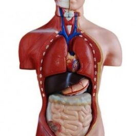 Human Anatomy XC202A