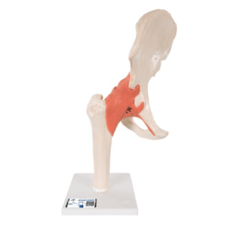 3B Scientific A81_1 Function Hip Lateral